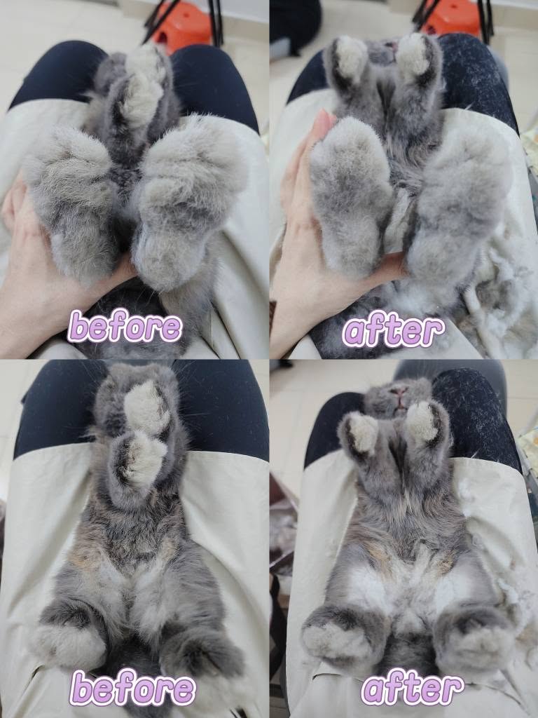 兔兔美容成果 1