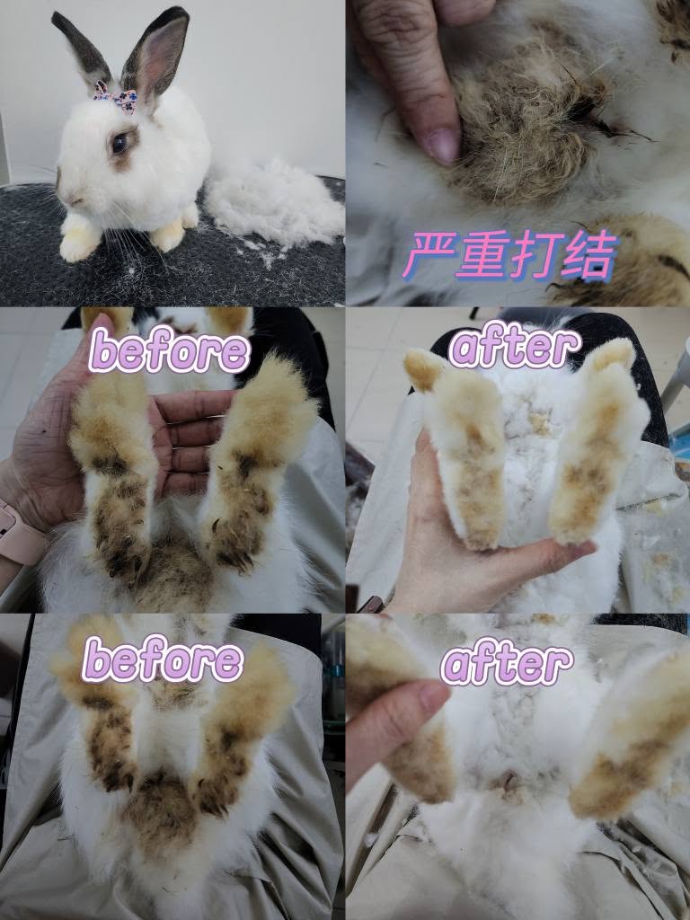 兔兔美容成果 2