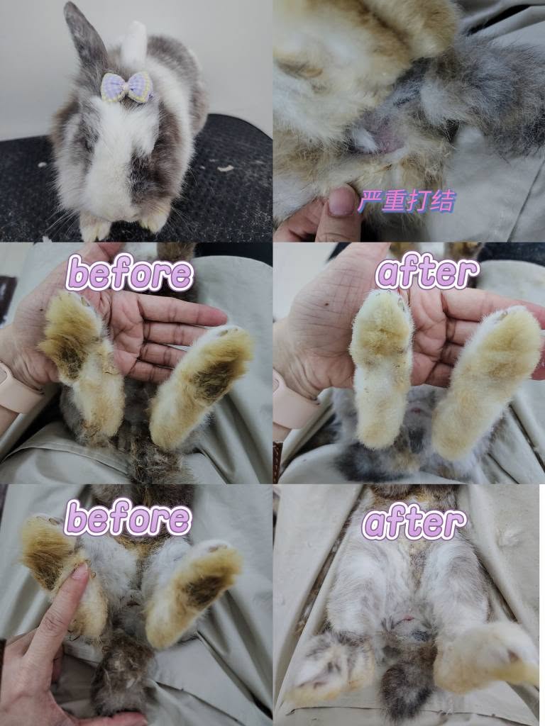 兔兔美容成果 3