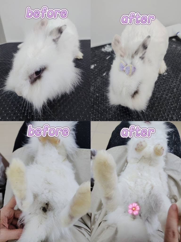 兔兔美容成果 4